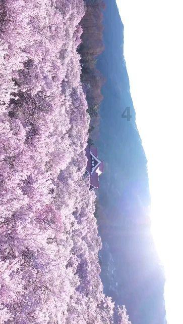 饥饿的松鼠救援